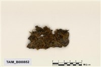 藏品(蔓苔科)的圖片